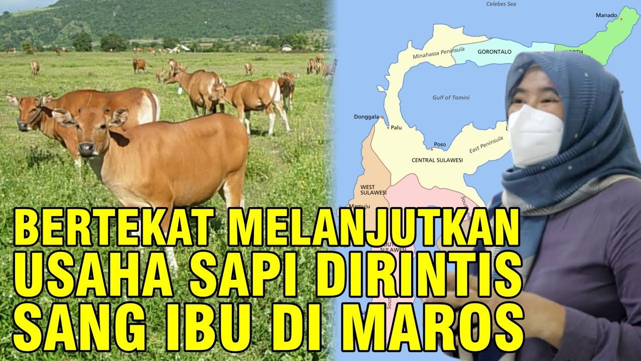 
                                 Beternak-Sapi-Maros-Sulawesi-Meneruskan-Usaha-Turun-Temurun